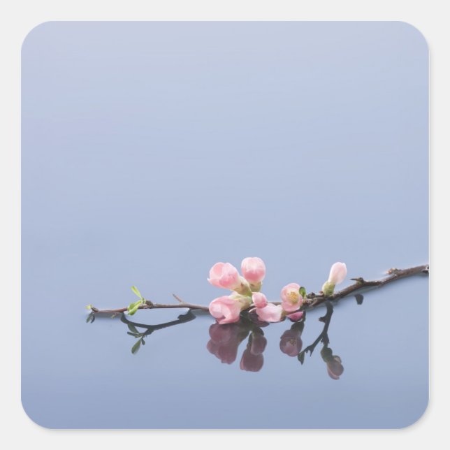 Sticker Carré Fleurs de cerisiers sur l'eau (Devant)
