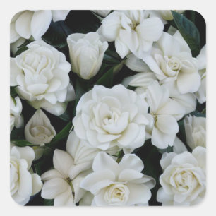 Sticker Carré Fleurs de Gardenia