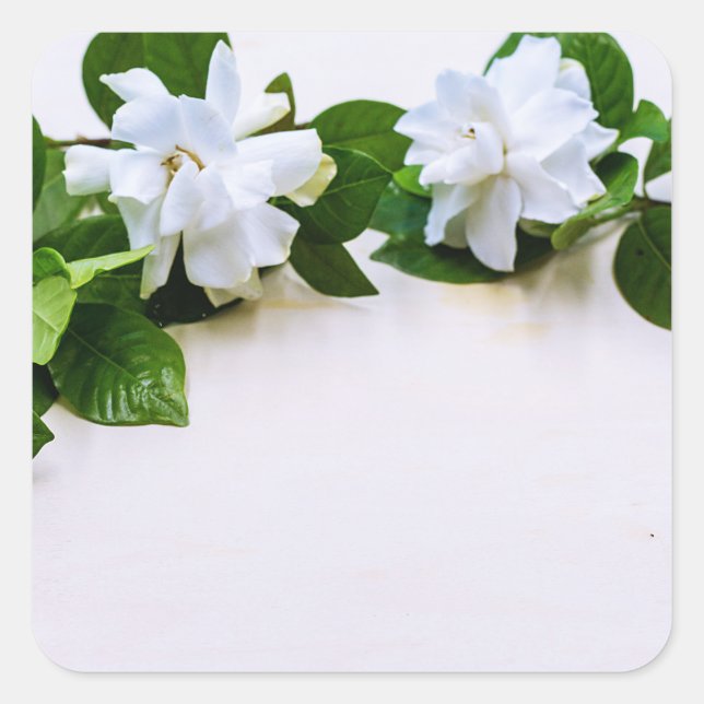 Sticker Carré Fleurs de Gardenia blanches (Devant)
