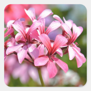 Sticker Carré Fleurs de géranium Closeup