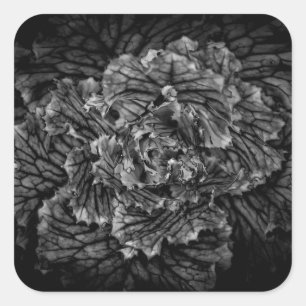 Sticker Carré Fleurs De jardin En Noir Et Blanc No 42