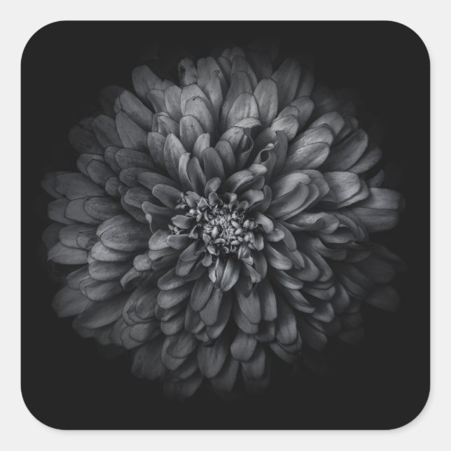 Sticker Carré Fleurs De jardin En Noir Et Blanc No 68 (Devant)