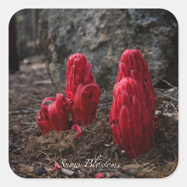 Sticker Carré Fleurs de neige (Devant)