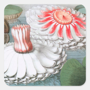 Sticker Carré Fleurs de nénuphars vintage, nénuphars dans un éta