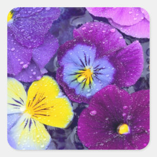 Sticker Carré Fleurs de pensée flottant dans un bain d'oiseau av