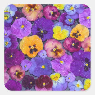 Sticker Carré Fleurs de pensée flottant dans un bain d'oiseaux a