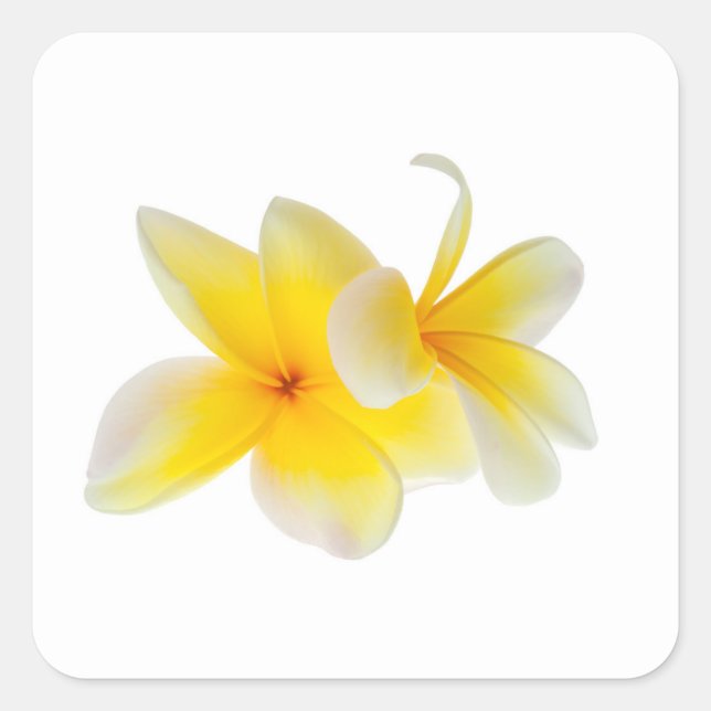 Sticker Carré Fleurs de Plumeria Frangipani jaune blanc hawaïen (Devant)