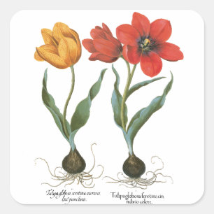 Sticker Carré Fleurs de tulipes printanières vintage par Basiliu