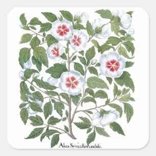 Sticker Carré Fleurs d'Hibiscus Antiques par Basilius Besler