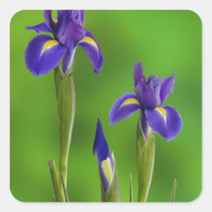 Sticker Carré Fleurs d'iris