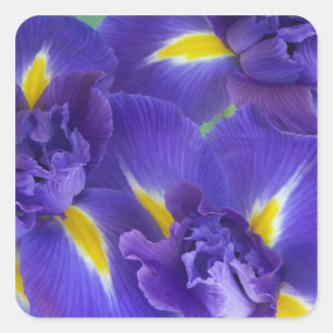 Sticker Carré Fleurs d'Iris