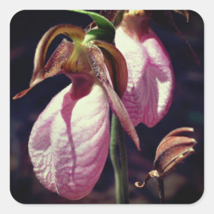 Sticker Carré Fleurs d'orchidées rose Lady Slipper