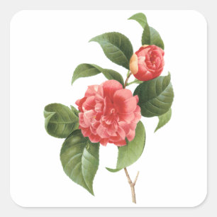 Sticker Carré Fleurs Florales Vintage, Fleurs de Camélia Rose pa