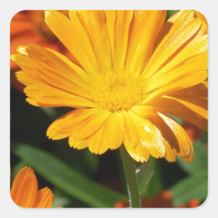 Sticker Carré Fleurs Jaunes Fleurs Art Paix Aimer Destiny