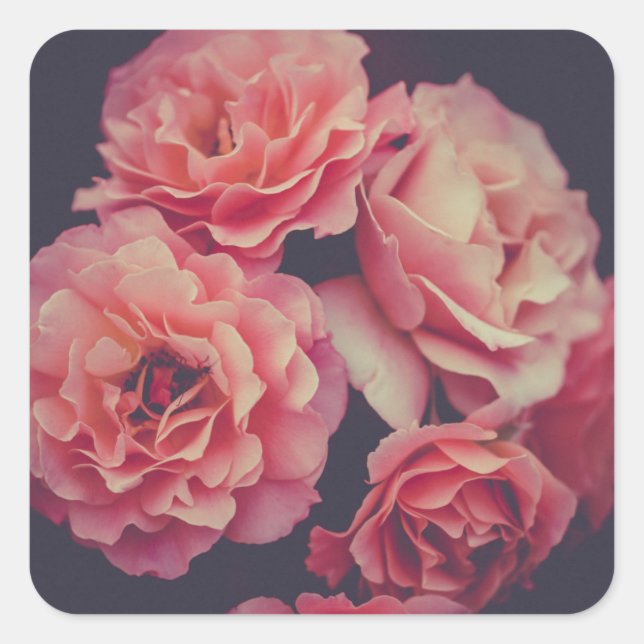 Sticker Carré Fleurs oeillets roses (Devant)