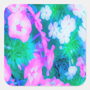 Sticker Carré Fleurs Phlox de jardin rose, vert, bleu et blanc