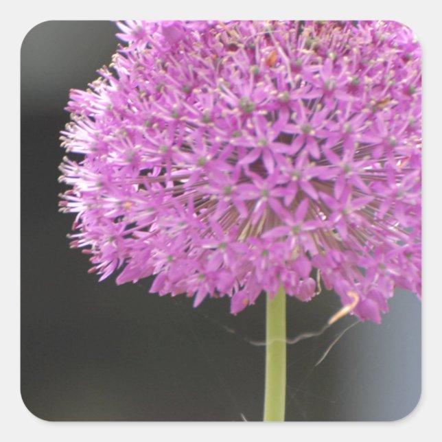 Sticker Carré Fleurs pour tous (Devant)