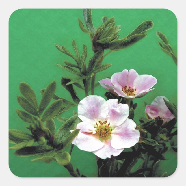 Sticker Carré fleurs rose sauvage en vert, Élégant (Devant)
