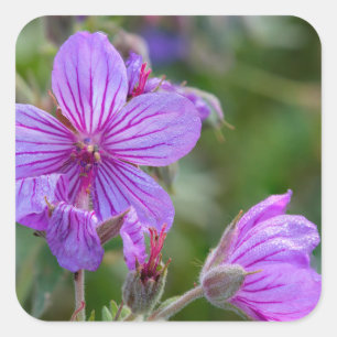 Sticker Carré Fleurs sauvages de géranium collant