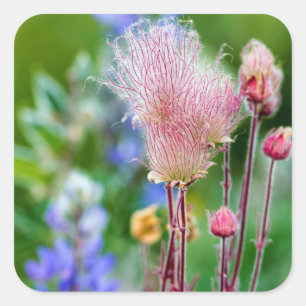 Sticker Carré Fleurs sauvages de Prairie Smoke dans Aspen Grove 