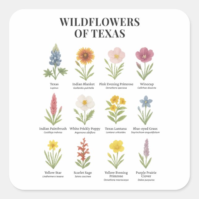 Sticker Carré Fleurs sauvages du Texas dans le style aquarelle (Devant)