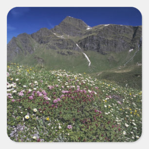 Sticker Carré Fleurs sauvages, en fleurs, Alpes, Suisse