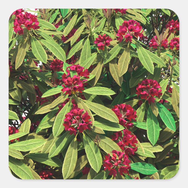 Sticker Carré Floraison de rhododendron (Devant)