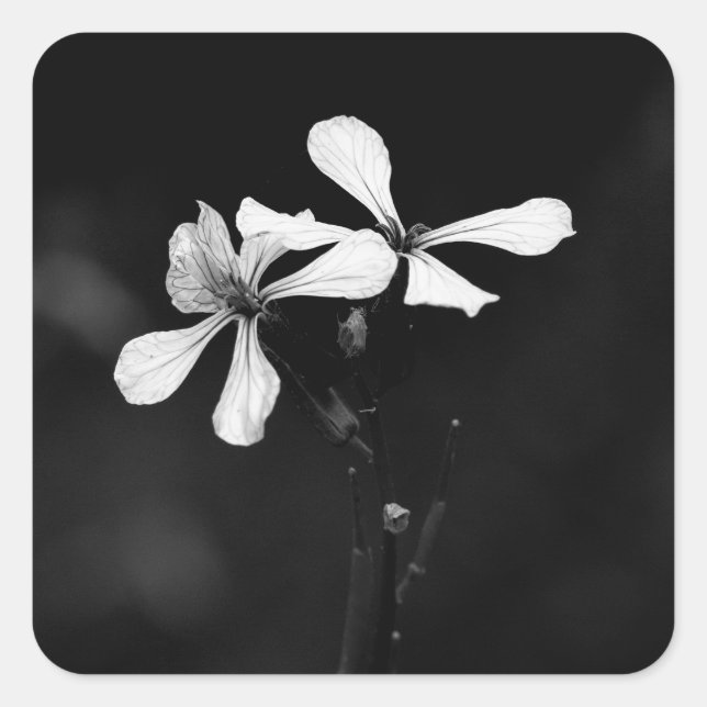 Sticker Carré floral noir et blanc minimal (Devant)