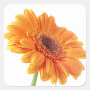 Sticker Carré Floral Orange Gerbera Daisy Fleur de mariage