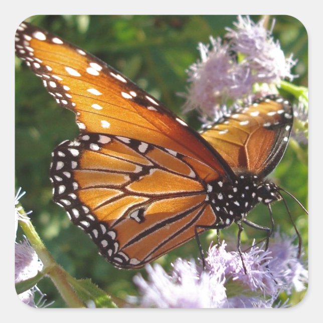 Sticker Carré Floral Orange Monarch Butterfly Photo Flower (Devant)