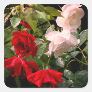 Sticker Carré Floral Rose trempé