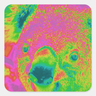 Sticker Carré fluorescent koars bears
