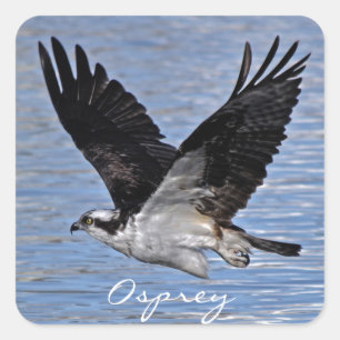 Sticker Carré Flying Fish Eagle Osprey Nature Photographie