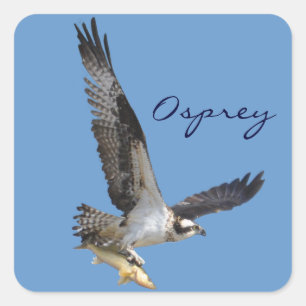 Sticker Carré Flying Osprey & Fish Wildlife Photography