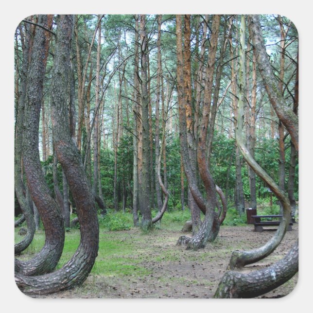 Sticker Carré Forêt Crochée - Pologne (Devant)