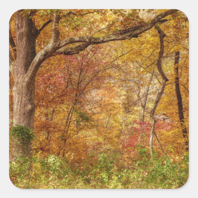 Sticker Carré Forêt d'automne (Devant)