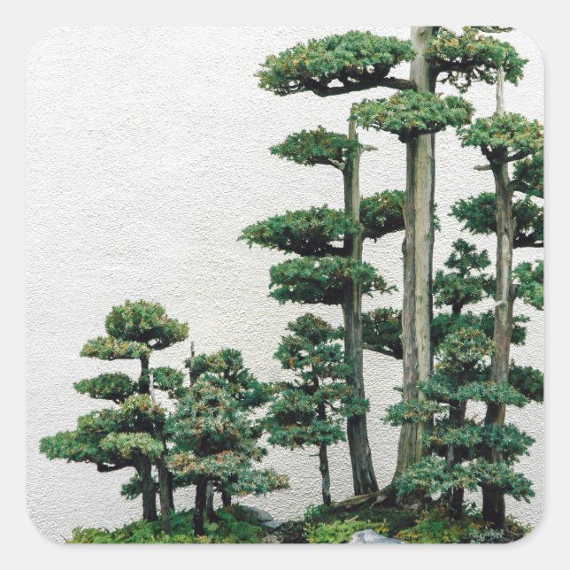 Sticker Carré Forêt de Juniper Bonsai (Devant)