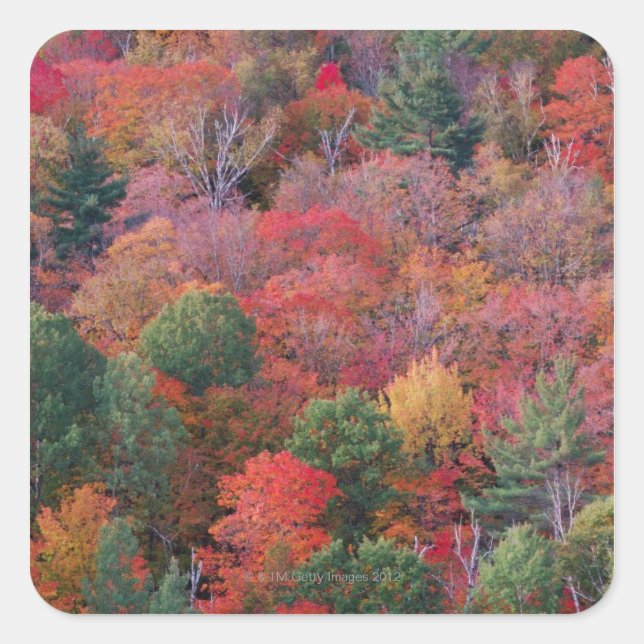 Sticker Carré Forêt en automne avec feuillage d'automne. Algonqu (Devant)