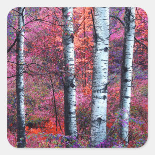 Sticker Carré Forêt magique