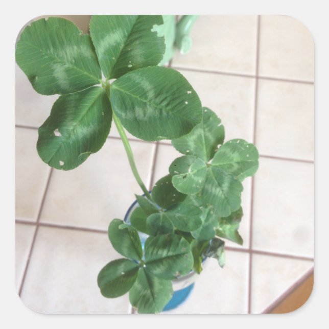 Sticker Carré Four leaf clovers (Devant)