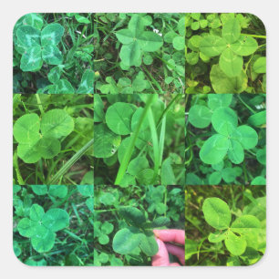 Sticker Carré Four Leaf Colvers - Trèfles à quatre feuilles