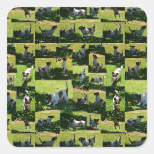 Sticker Carré Fox Terrier Photo Collage,