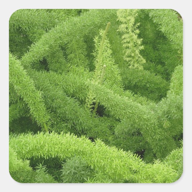 Sticker Carré Foxtail Fern, Asparagus densiflorus myers (Devant)