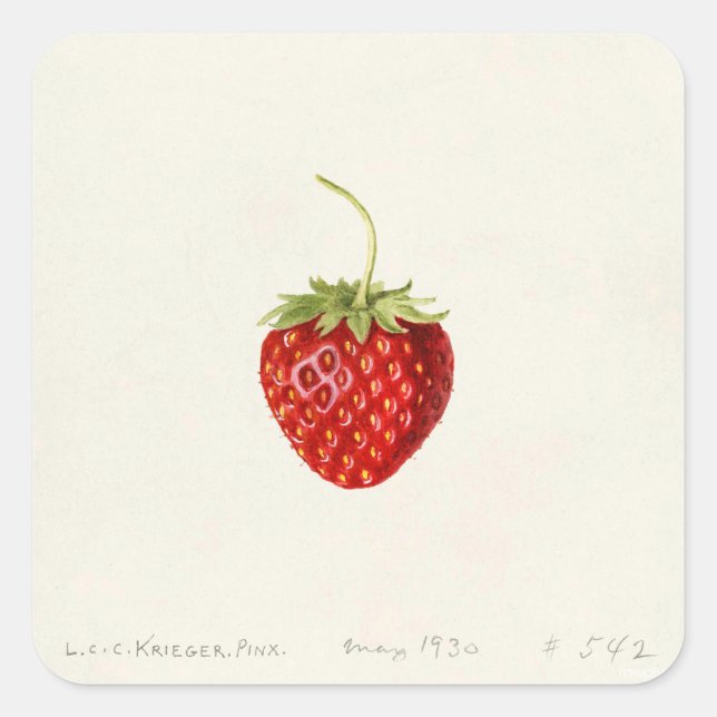 Sticker Carré Fraise (par Louis C.C. Krieger) (Devant)