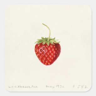 Sticker Carré Fraise (par Louis C.C. Krieger)