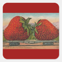 Fraises Giant Fruit Antique Fruit Amusant
