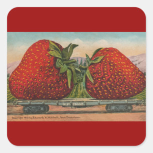 Sticker Carré Fraises Giant Fruit Antique Fruit Amusant