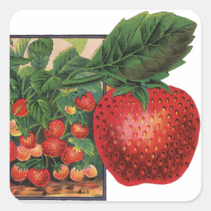 Sticker Carré Fraises vintages, Plantes de fraises sur une ferme