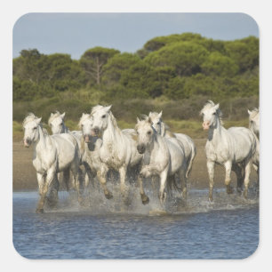 Sticker Carré France, Camargue. Chevaux traversent l'estuaire 3