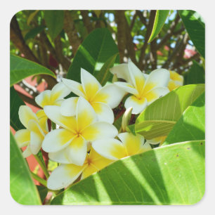 Sticker Carré Frangipanis Jaune Cultivant Sur Un Arbre,